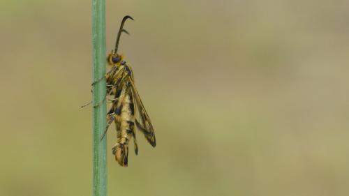 Chamaesphecia sp.